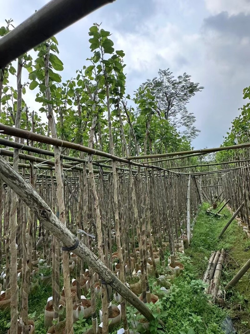 宫粉紫荆3～5公分基地直销规格齐全欢迎老板来电咨询