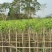 宫粉紫荆3～5公分基地直销规格齐全欢迎老板来电咨询