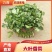 产地大量上市中大叶香菜全国发货质量保障