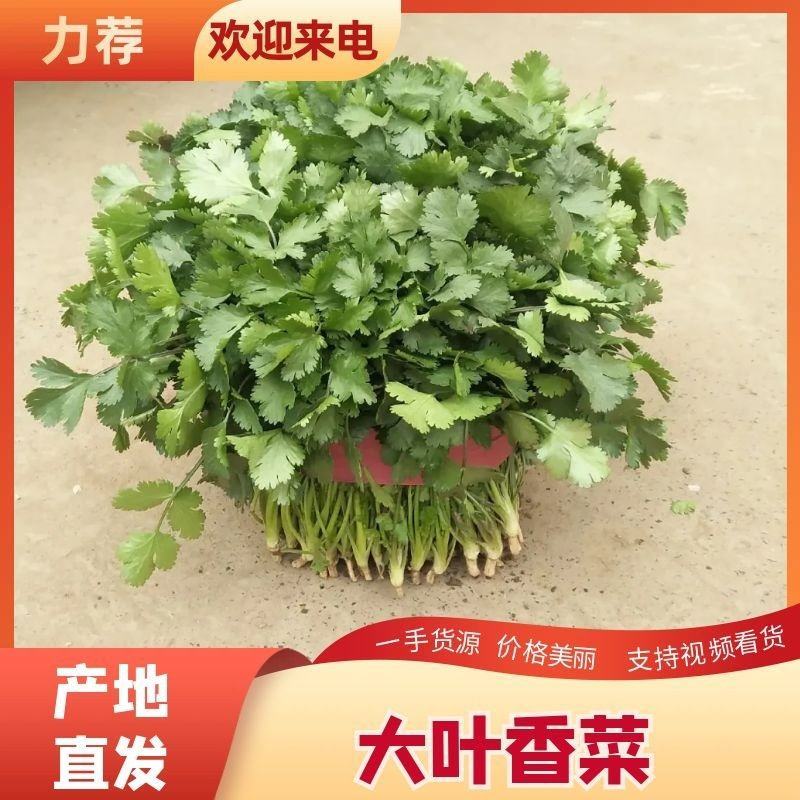 产地大量上市中大叶香菜全国发货质量保障