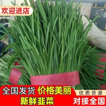 推荐精品湖北本地大叶韭菜全国发货提供视频看货