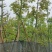 美丽异木棉8～15公分基地直销规格齐全欢迎老板来电
