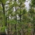 美丽异木棉8～15公分基地直销规格齐全欢迎老板来电