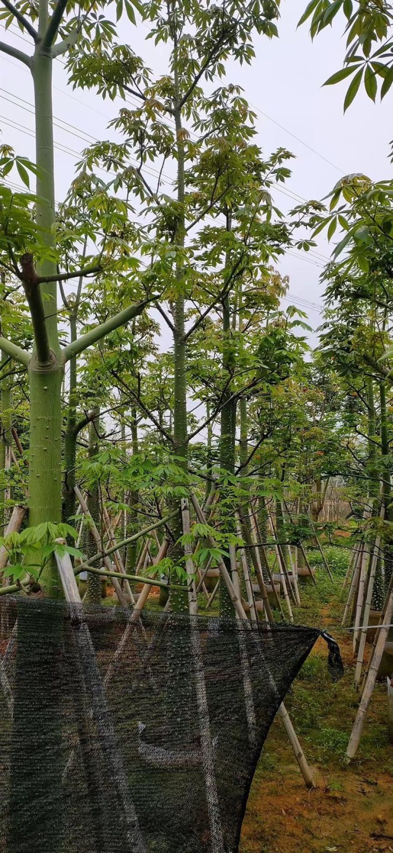 美丽异木棉8～15公分基地直销规格齐全欢迎老板来电