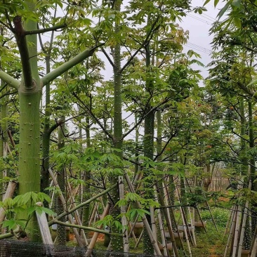 美丽异木棉8～15公分基地直销规格齐全欢迎老板来电