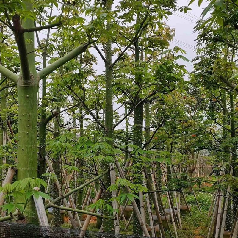 美丽异木棉8～15公分基地直销规格齐全欢迎老板来电
