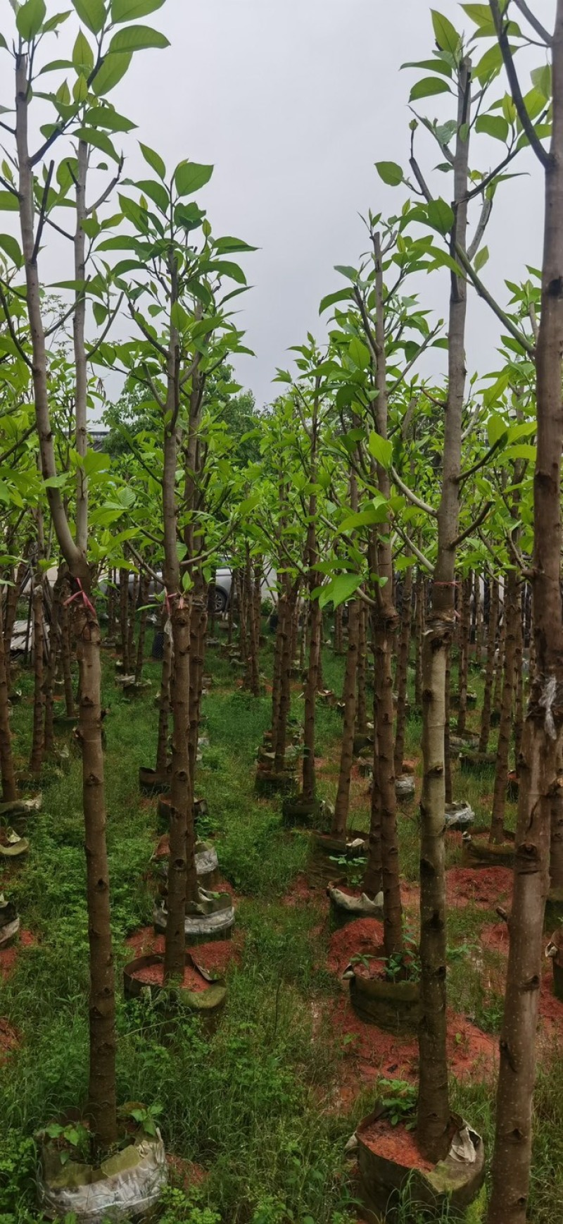 白玉兰5～6公分基地直销规格齐全欢迎老板来电咨询合作