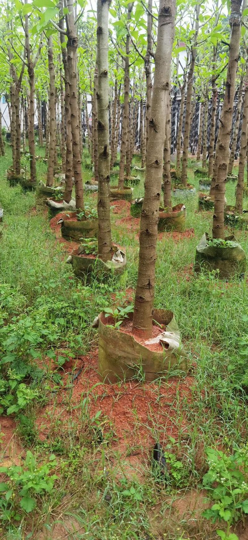 白玉兰5～6公分基地直销规格齐全欢迎老板来电咨询合作