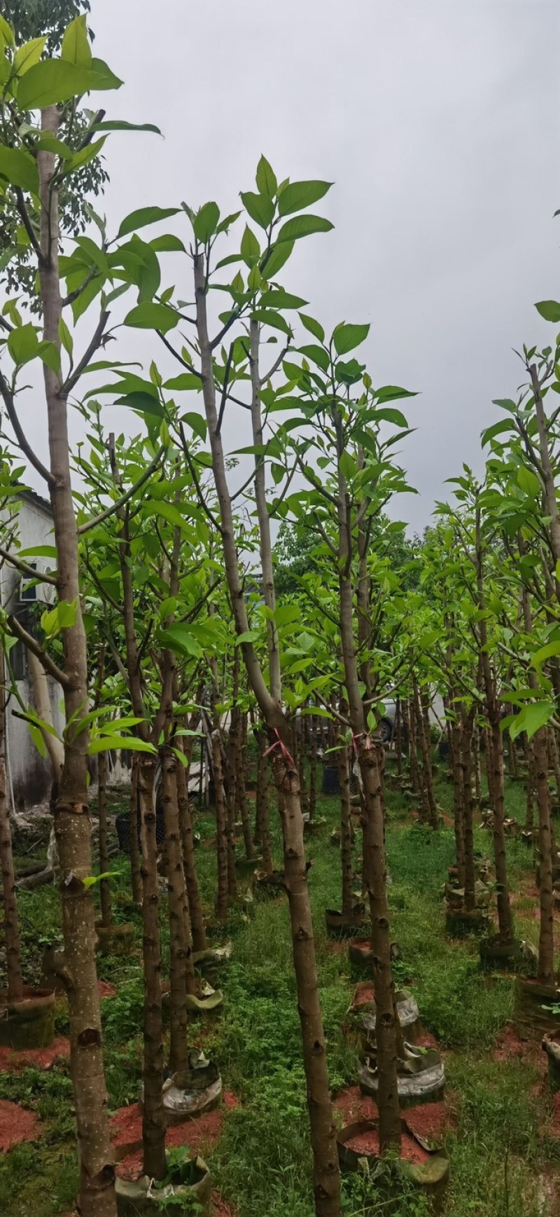 白玉兰5～6公分基地直销规格齐全欢迎老板来电咨询合作
