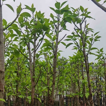 白玉兰5～6公分基地直销规格齐全欢迎老板来电咨询合作