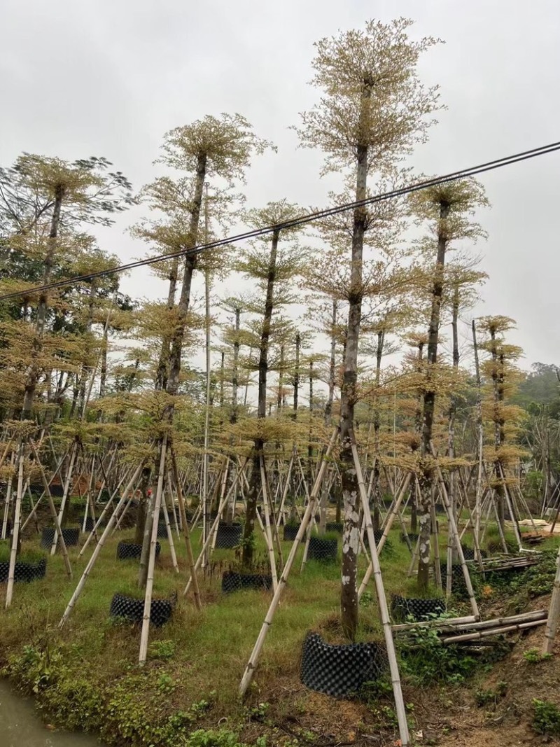 锦叶榄仁树8～15公分基地直销规格齐全欢迎老板来电