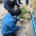 药材苗知母苗基地育苗发货保证一手货源包技术包上车