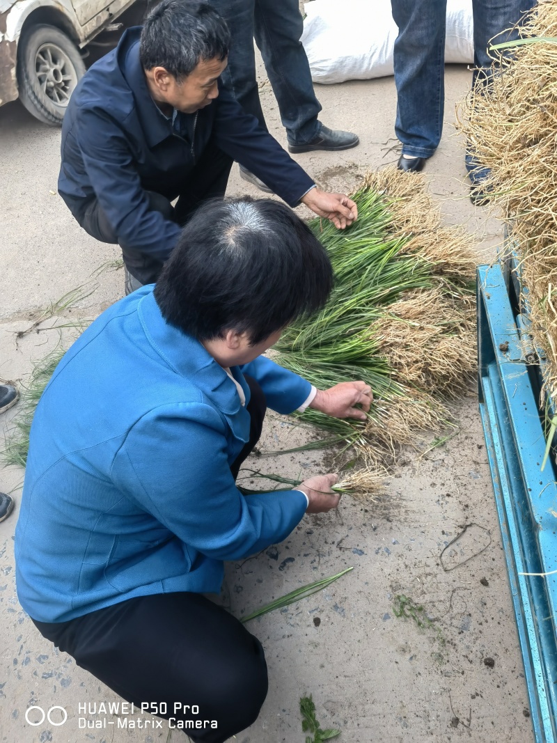 药材苗知母苗基地育苗发货保证一手货源包技术包上车
