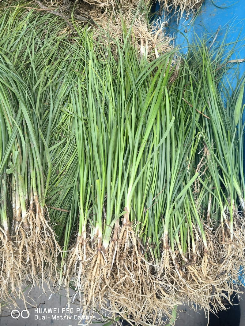 药材苗知母苗基地育苗发货保证一手货源包技术包上车