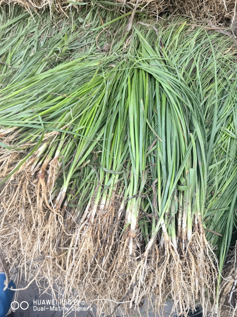 药材苗知母苗基地育苗发货保证一手货源包技术包上车