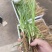 药材苗知母苗基地育苗发货保证一手货源包技术包上车