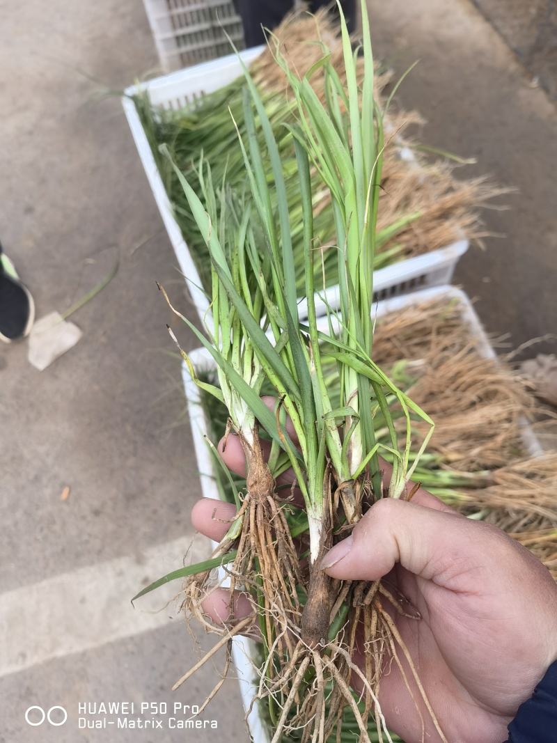 药材苗知母苗基地育苗发货保证一手货源包技术包上车