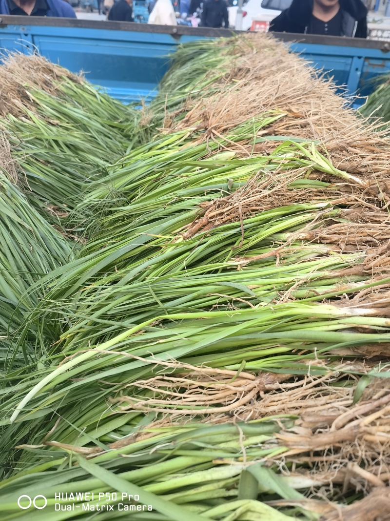 药材苗知母苗基地育苗发货保证一手货源包技术包上车