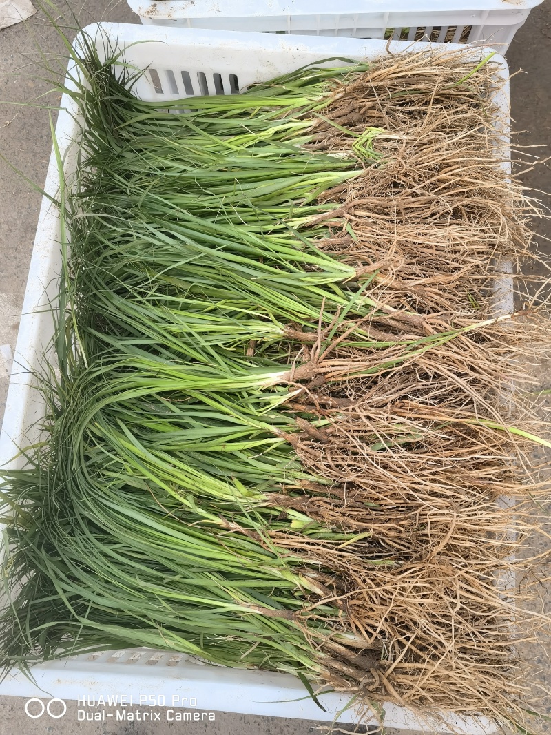 药材苗知母苗基地育苗发货保证一手货源包技术包上车