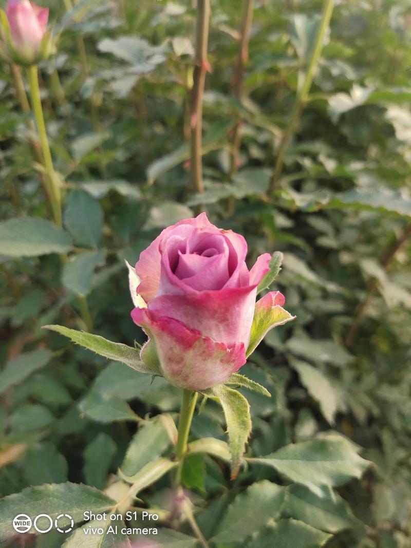 玫瑰鲜切花