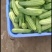 黄瓜