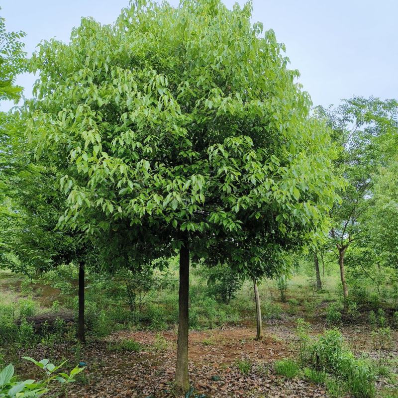 精品香樟，香樟价格，移植香樟，小叶香樟