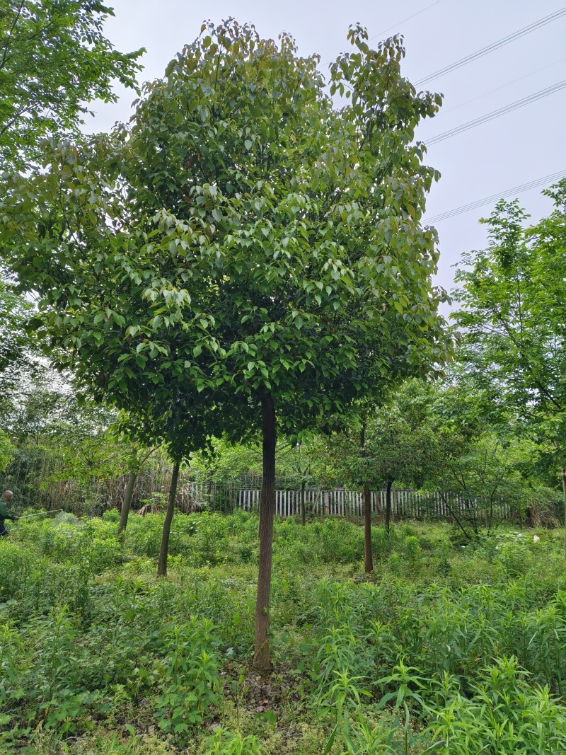 精品香樟，香樟价格，移植香樟，小叶香樟