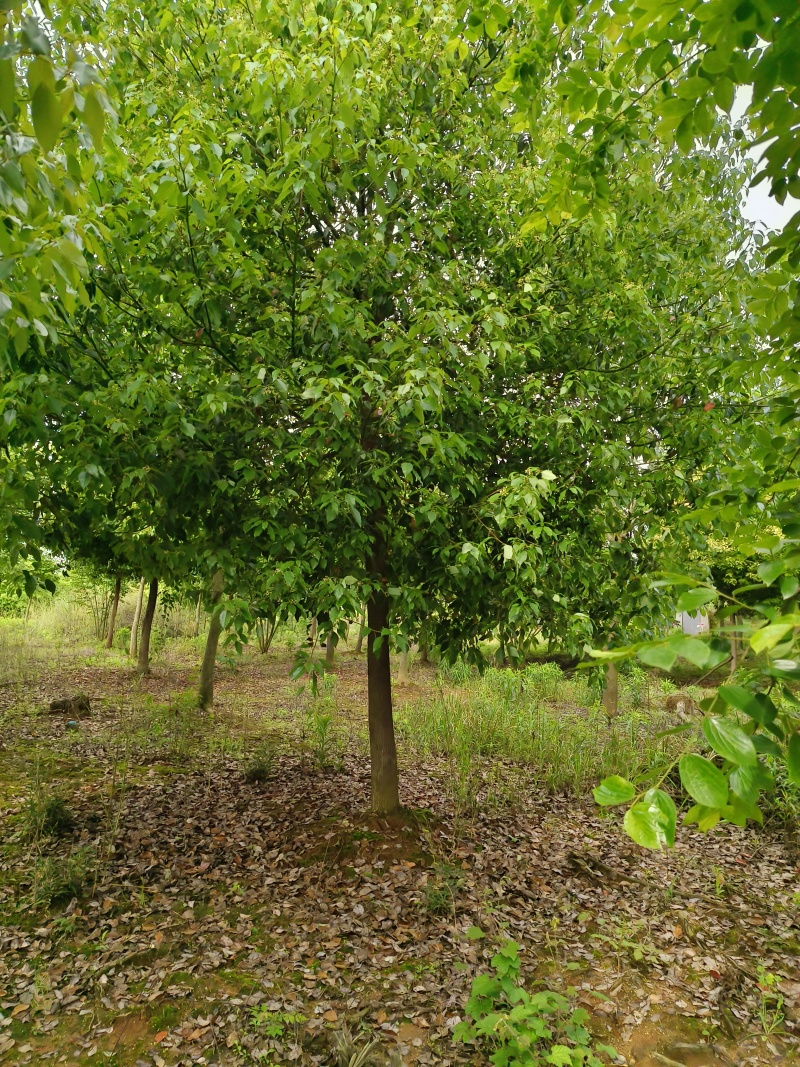精品香樟，香樟价格，移植香樟，小叶香樟