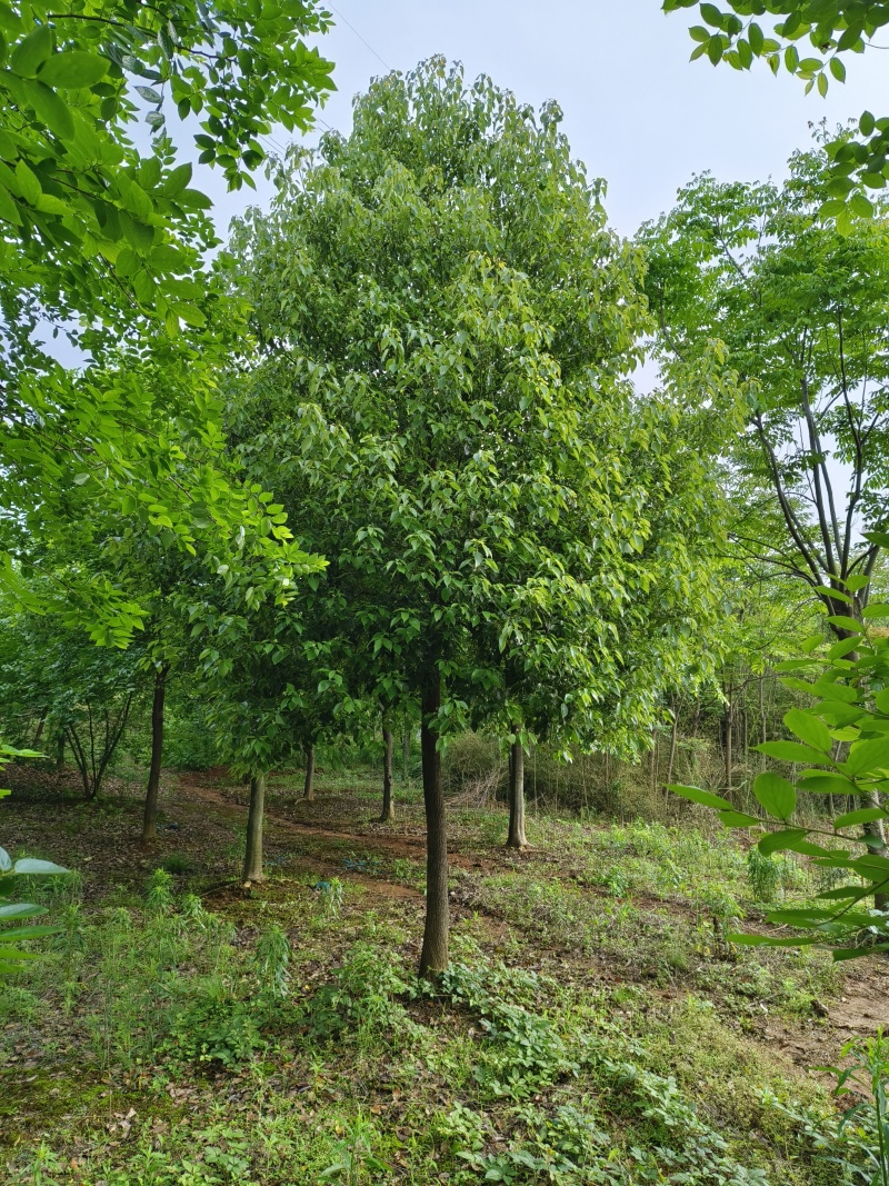 精品香樟，香樟价格，移植香樟，小叶香樟