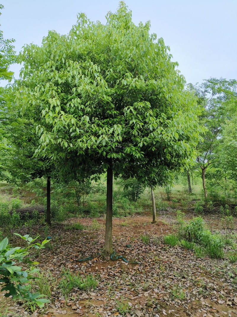 精品香樟，香樟价格，移植香樟，小叶香樟