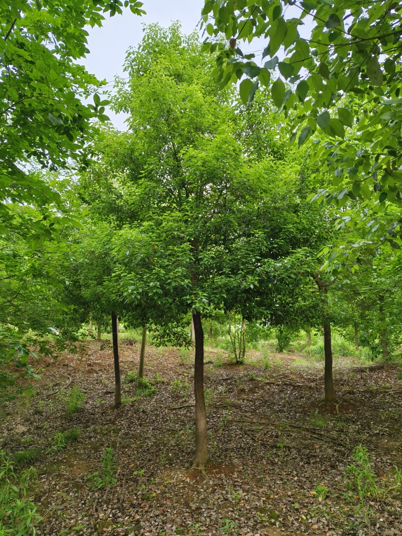 精品香樟，香樟价格，移植香樟，小叶香樟