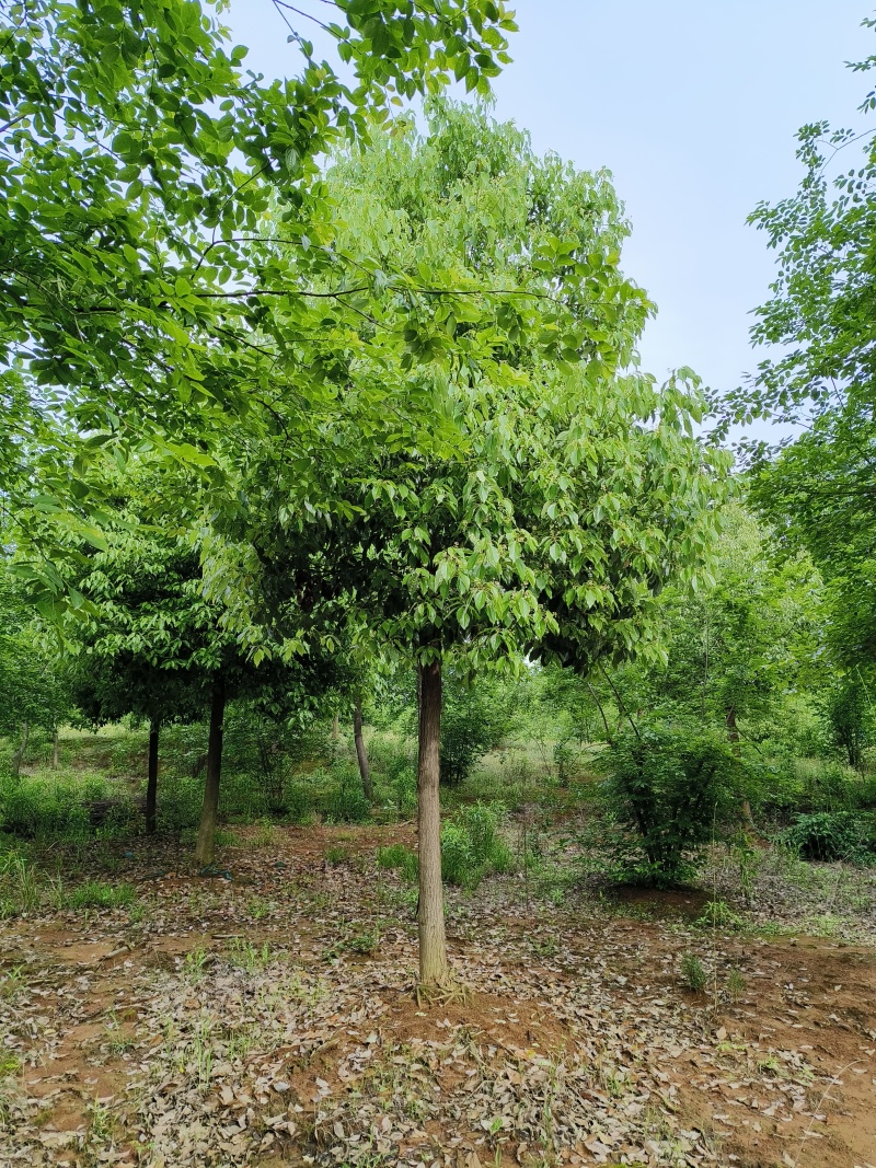 精品香樟，香樟价格，移植香樟，小叶香樟