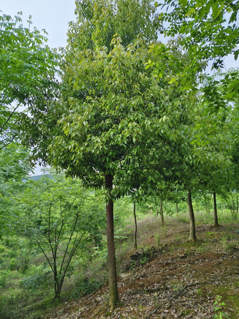 精品香樟，香樟价格，移植香樟，小叶香樟
