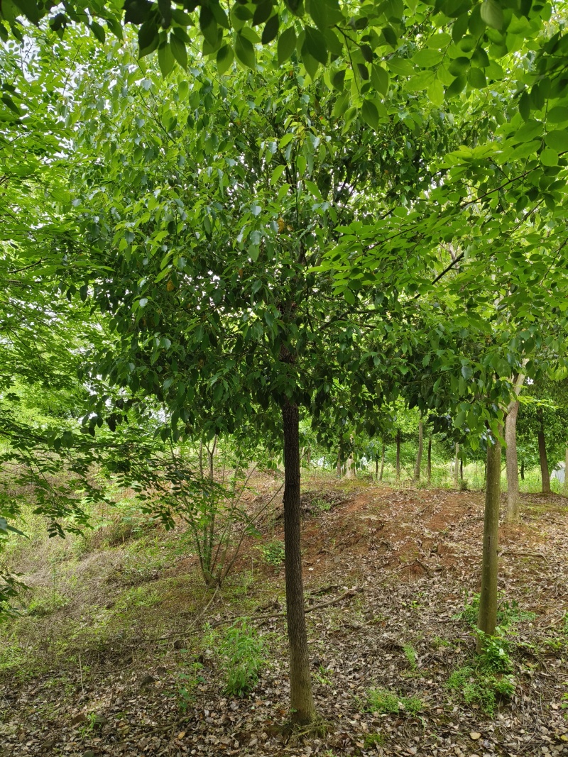 精品香樟，香樟价格，移植香樟，小叶香樟