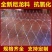 全新尼龙防鸟网果园果树防护网鱼塘稻谷防鸟网