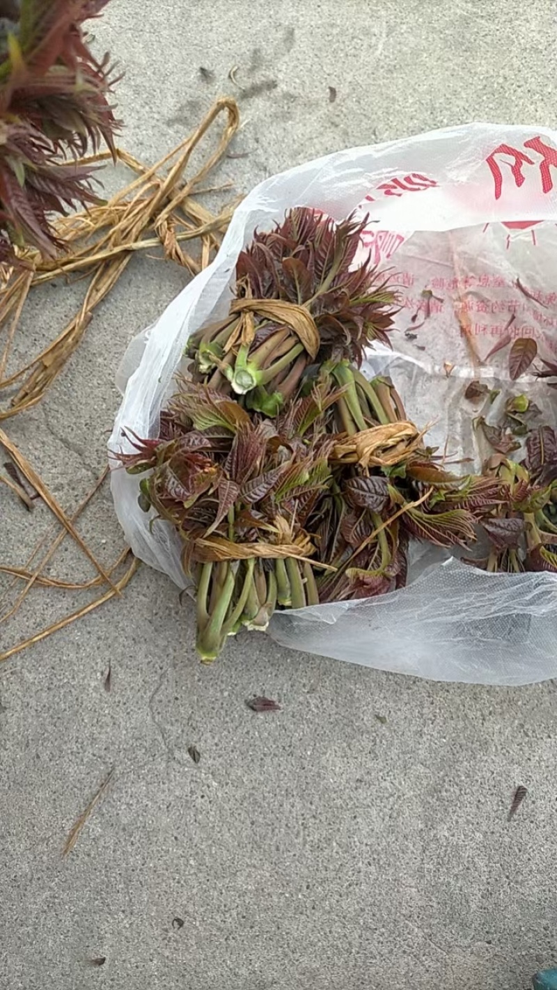 香椿芽上市！有需要老板联系我！