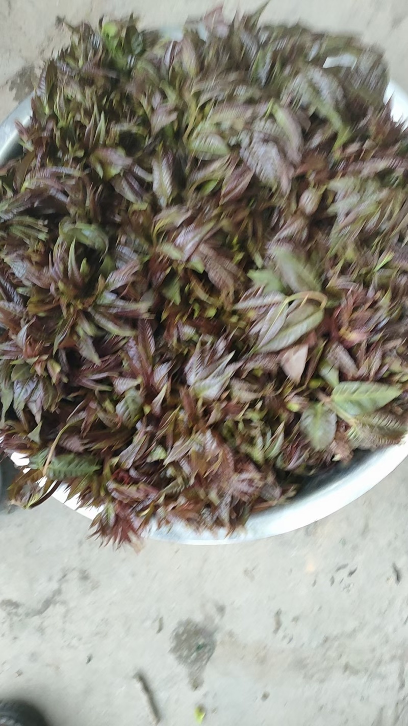 香椿芽上市！有需要老板联系我！