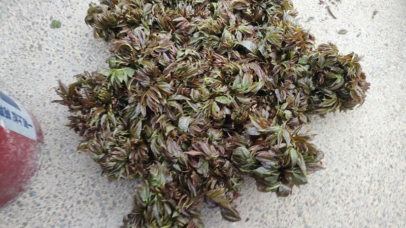 香椿芽上市！有需要老板联系我！