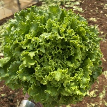 全精品鸡窝菜