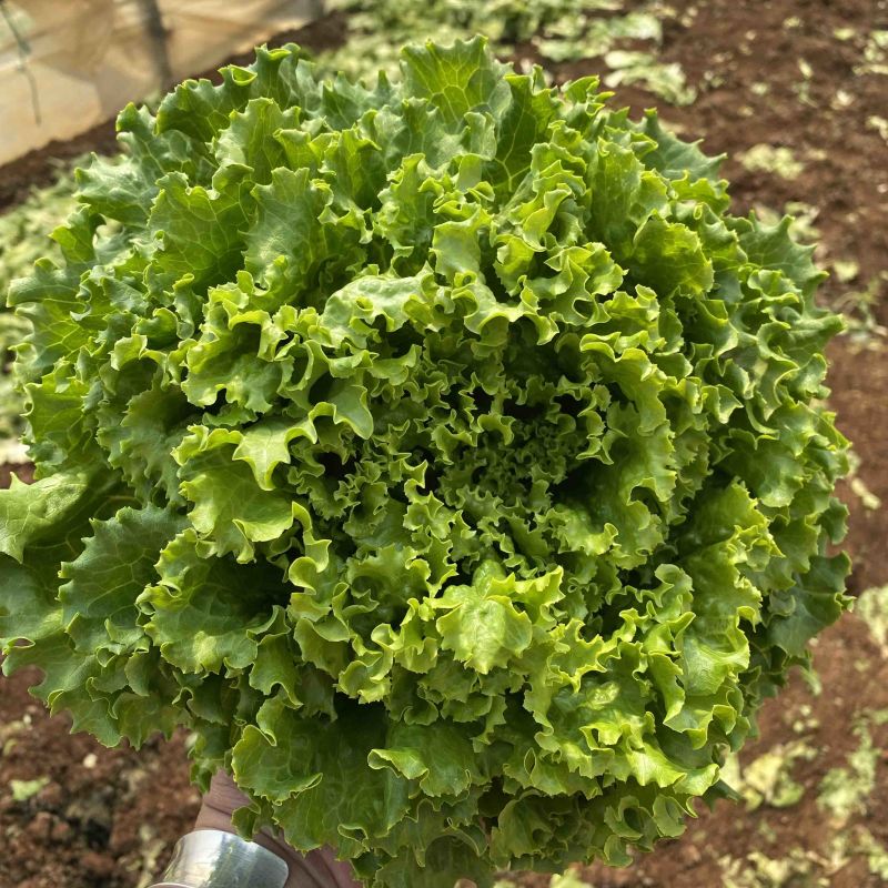 全精品鸡窝菜