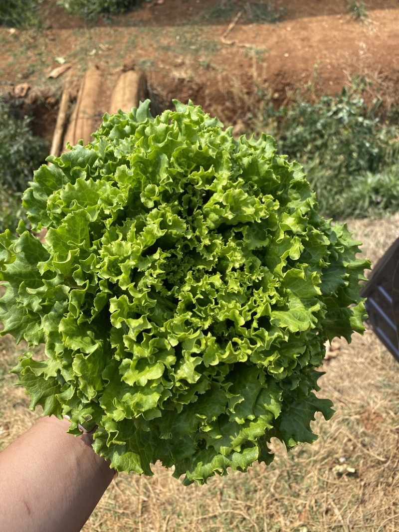 全精品鸡窝菜