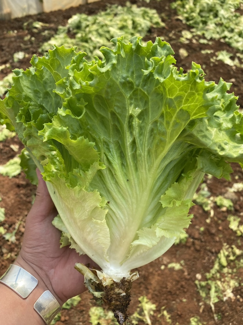 全精品鸡窝菜