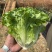 全精品鸡窝菜