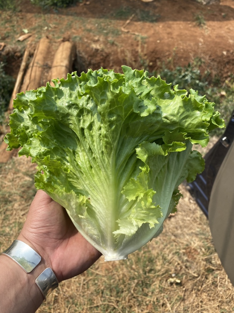 全精品鸡窝菜