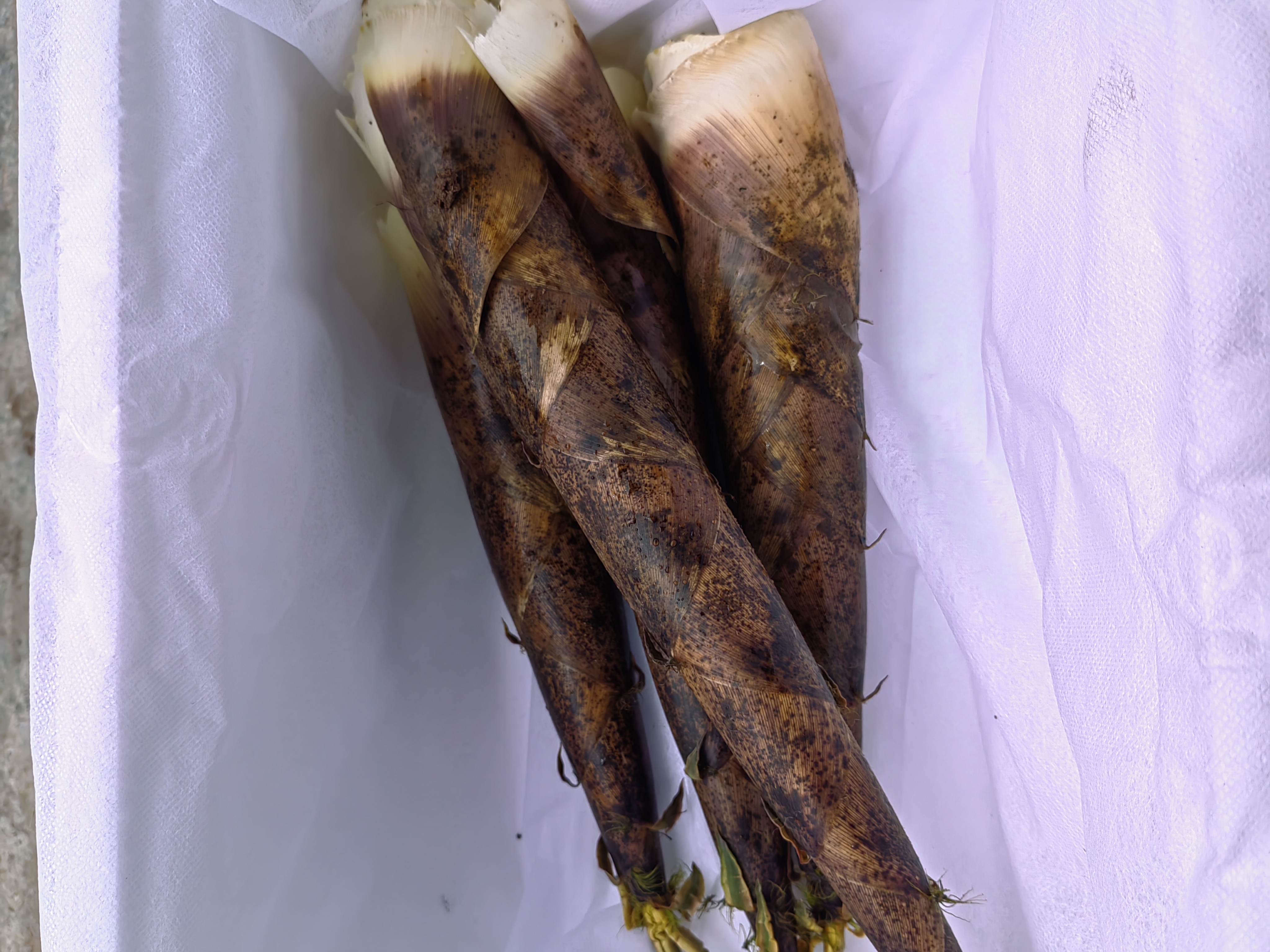 常见食用竹笋对比图