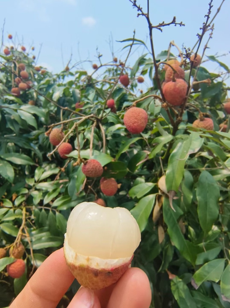 海南桂花香荔枝