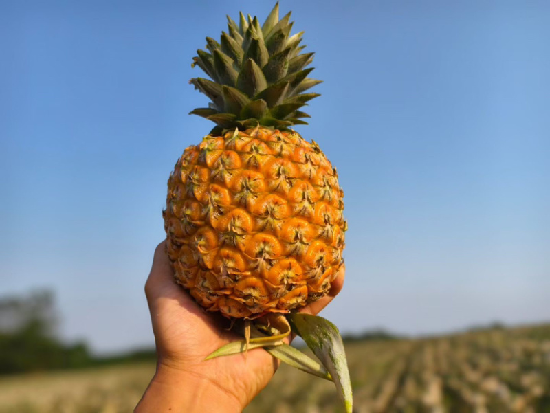 海南芒果凤梨