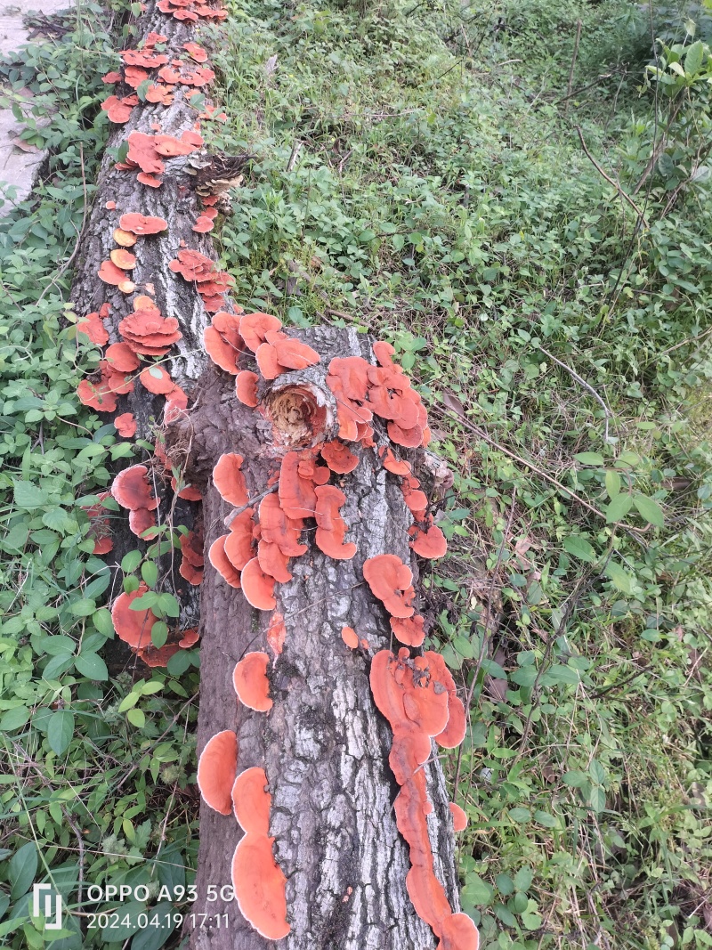 广西桂林野生栓菌