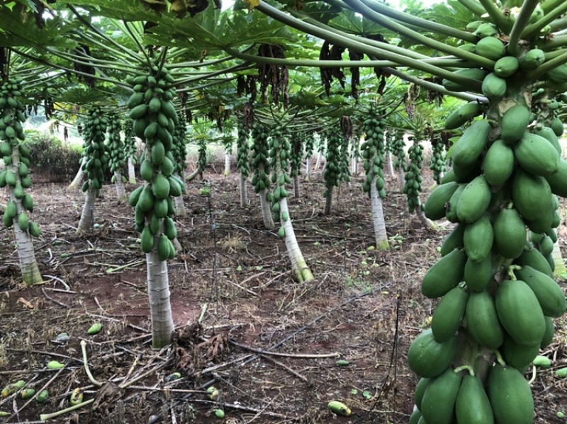 雷州冰糖红心木瓜