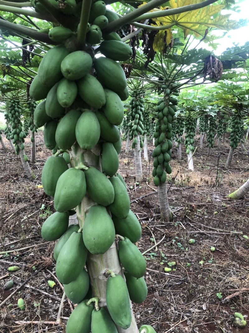 雷州冰糖红心木瓜